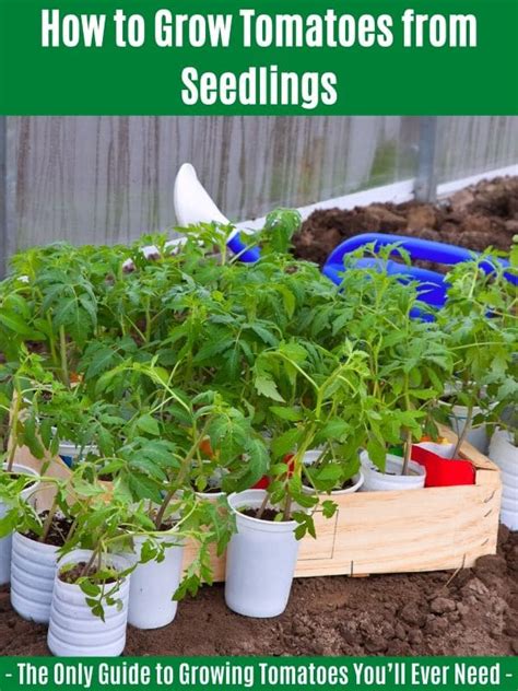 The Only Guide To Growing Tomatoes Youll Ever Need