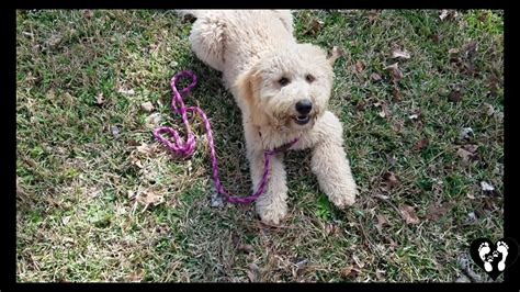 6 Month Old Goldendoodle Puppy Benjamin Basic And Off Leash Obedience