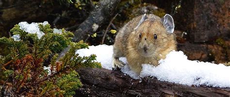 Climate Change Wipes Out Pikas On Isolated Peaks The Wildlife Society