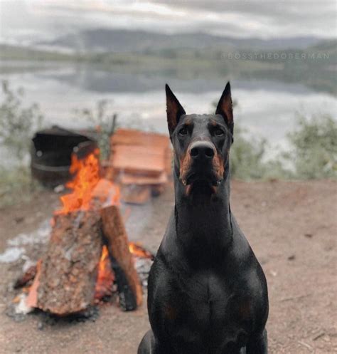 15 Cool Doberman Pinschers That Will Make You Happy And Make You Smile