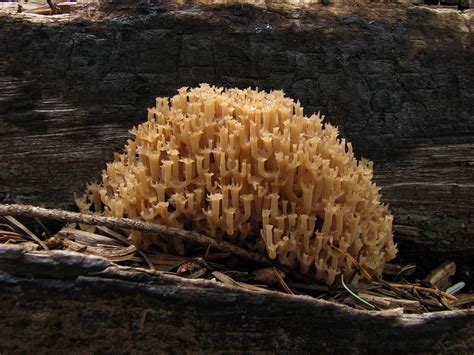 Crown Tipped Coral Fungus Artomyces Pyxidatus Growing On D Flickr