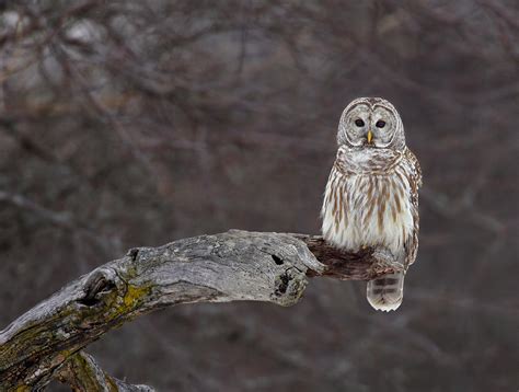 Barred Owl Full Crop Scenic Photograph By Paul Leverington