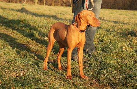 Wow Hungarian Dog Breed Vizsla Of The National Tax Authority Found