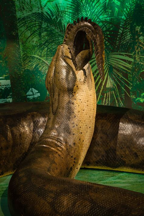 Titanoboa Monster Snake Premieres At The National Museum Of Natural