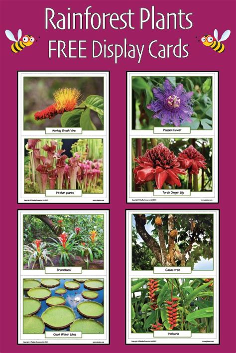 Rainforest Plants Ks2 Picture Cards In 2021 Rainforest Plants Plants