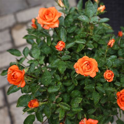 Sunblaze Amber Rose Tree Form Garden Goods Direct
