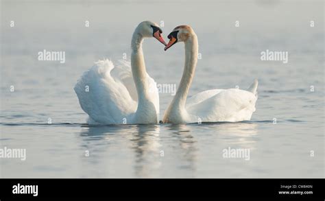 Swans Heart Stock Photos And Swans Heart Stock Images Alamy