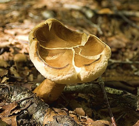 Gyroporus Castaneus The Chestnut Bolete Gyroporus Castan Flickr