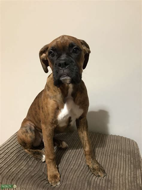 Pedigree Boxer Ready To Stud In 9 Months Stud Dog North Yorkshire