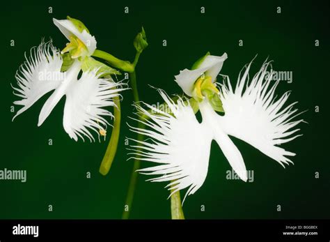 Egret Orchid Habenaria Radiata Pair Of White Flowers On Flower Stalk