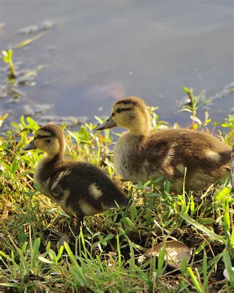 Baby Ducks Stock Photo Image Of Cute Pond Birds Bird 69660614