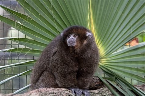 Bolivian Gray Titi Monkey
