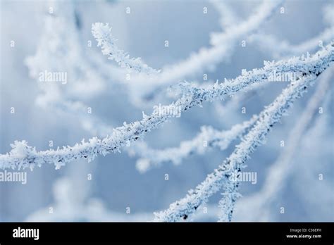 All Branches Covered With Ice High Resolution Stock Photography And