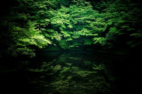 壁纸 阳光 树木 森林 性质 反射 阴影 科 绿色 河 丛林 流 雨林 叶 植被 黑暗 林地 栖息地