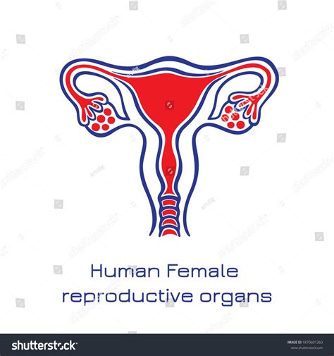 Vektor Stok Human Anatomy Female Reproductive System Female Tanpa