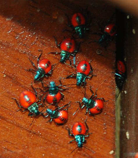 Immature Florida Predatory Stink Bugs Whats That Bug