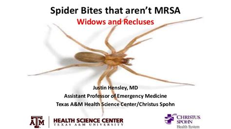 Spider Bites That Arent Mrsa
