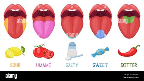 Cartoon Human Taste Areas Tongue Taste Receptors Sour Sweet Bitter