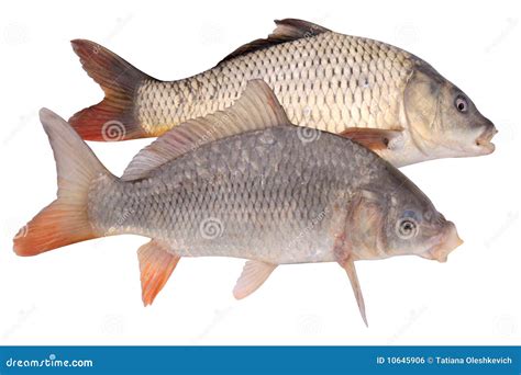 Two Of Crucian Carp Fish Isolate Stock Photo Image Of Delicious
