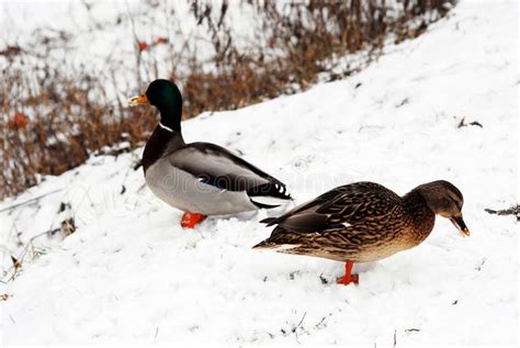Two Ducks In The Winter On The Snow Stock Image Image Of Colorful