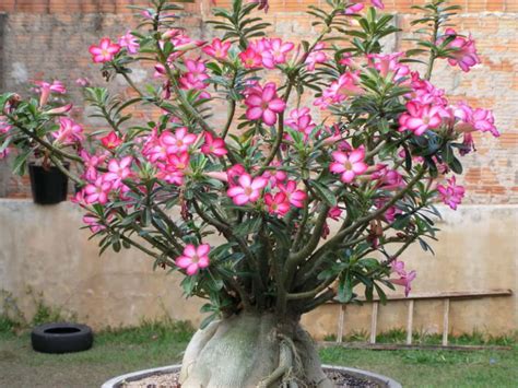 How To Care For Yellow Leaves On A Desert Rose Adenium Obesum World Of Succulents