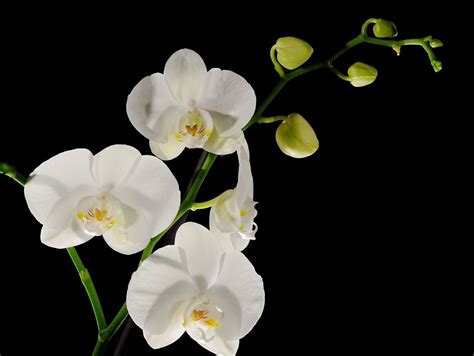 Orquideas Blancas Gallery