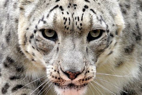 Snow Leopard Close Up Photo One Big Photo