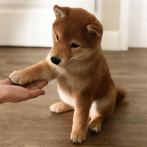 The Daily Shiba Inu ️ 🐕 On Instagram 🔁repost Of Monkishiba Learning