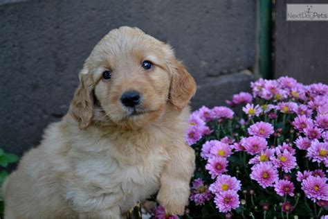 Virginia goldendoodle puppies for sale. Goldendoodle puppy for sale near Charlottesville, Virginia ...