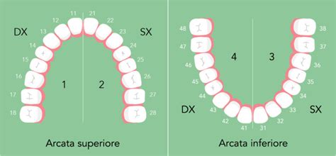 Numerazione E Nomi Dei Denti Qual è Il Nome Dei Denti E Come Si Numerano