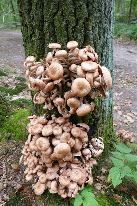 Armillaria Ostoyae Honey Mushroom Stock Photo Adobe Stock