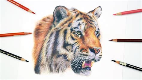 How To Draw A Realistic Tiger Colored Pencil Tutorial Youtube