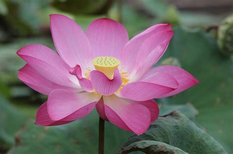 Nelumbo Nucifera Sacred Lotus