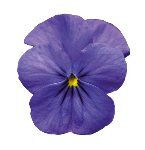 violet flower png file download free png all png all