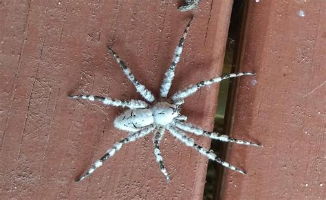 15 Captivating Facts About White Banded Fishing Spider