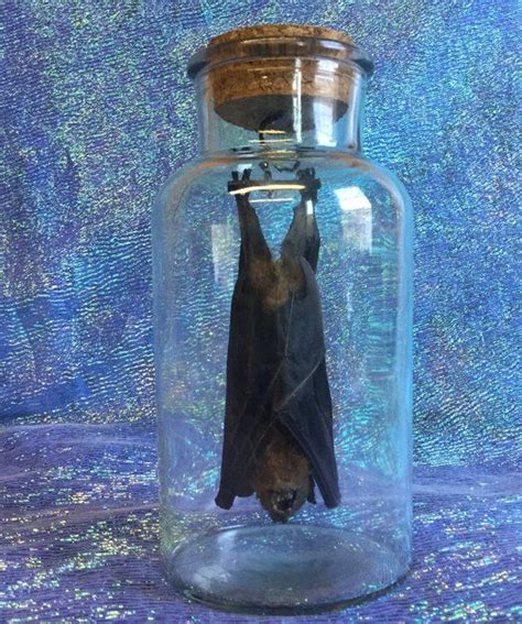 O33c Taxidermy Real Fruit Bat Specimen Jar Display Oddity Etsy Jar