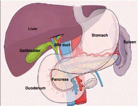 Gallbladder Polyps Symptoms Complications And Treatmentslpc