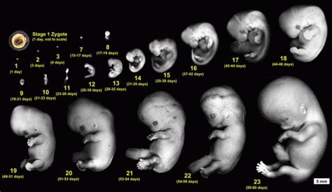 Pada usia kehamilan 4 bulan ini bentuk janin sudah semakin jelas menyerupai bayi. A.K.U: Perkembangan Bayi Dalam Kandungan 0 - 12 Minggu