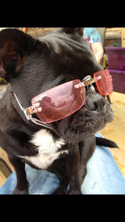 Bugg Tulip Wearing Her Doggles Mommys Little Princess Bugg