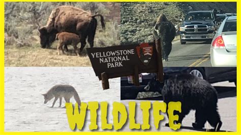 Yellowstone National Park Wildlife Encounters Animals Of Yellowstone
