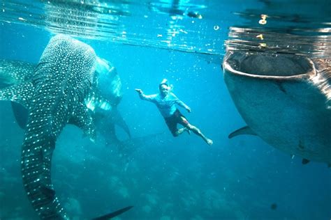 「ジンベエザメと泳ぐ」セブ島人気アクティビティーに迫る危機：朝日新聞globe＋