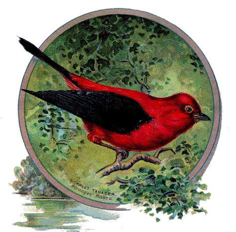Vintage Clip Art Sweet Red Bird The Graphics Fairy