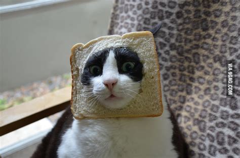Bread Cat Is New Meme 9gag