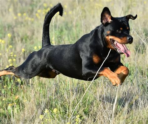 How Strong Are Rottweilers Rottweiler Expert