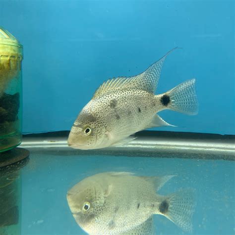 Vieja Argentea For Sale At Aquarium Fish Depot