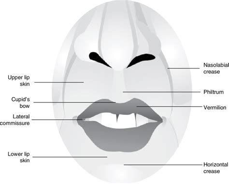 Anatomy Of Lip Anatomical Charts And Posters