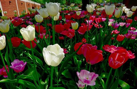 Fondos De Pantalla Tulipanes Flores Cama De Flores Pared Parque
