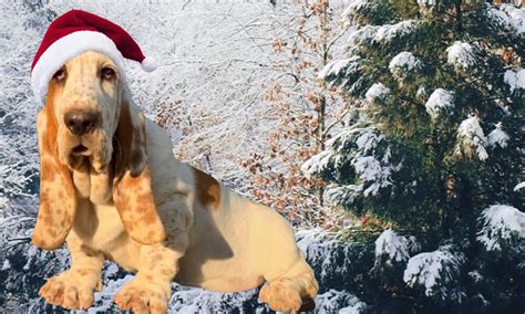 This breed is amiable with dogs, other pets, and children. Lowdown Love Basset Hounds - NC Basset Hound Breeder