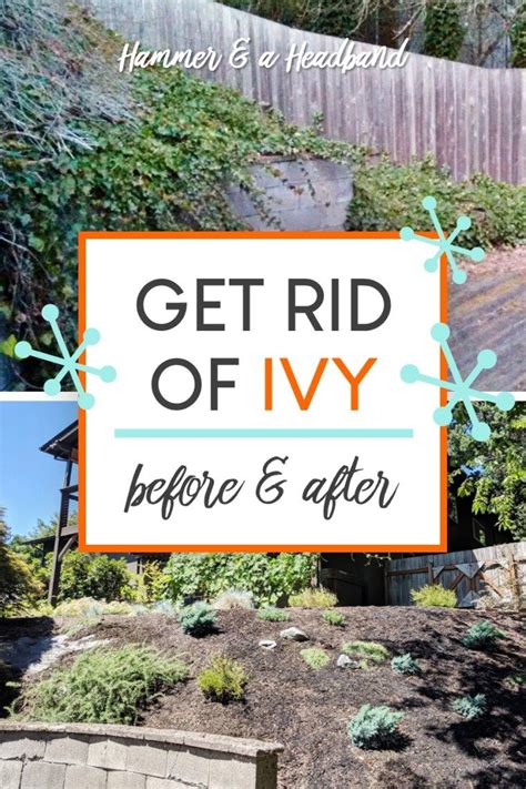 How To Get Rid Of Ivy For Good Ivy Poison Ivy Plants English Ivy