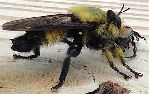 Beelike Robber Fly Eats Japanese Beetle Whats That Bug